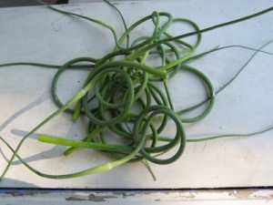 garlic scapes