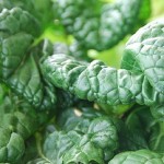 chilled greens ginger sesame
