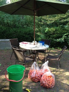 tomato prep area