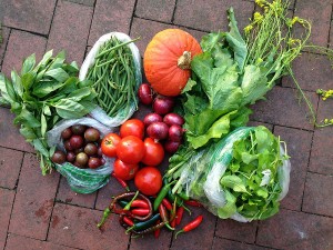City Commons CSA distribution wk 12