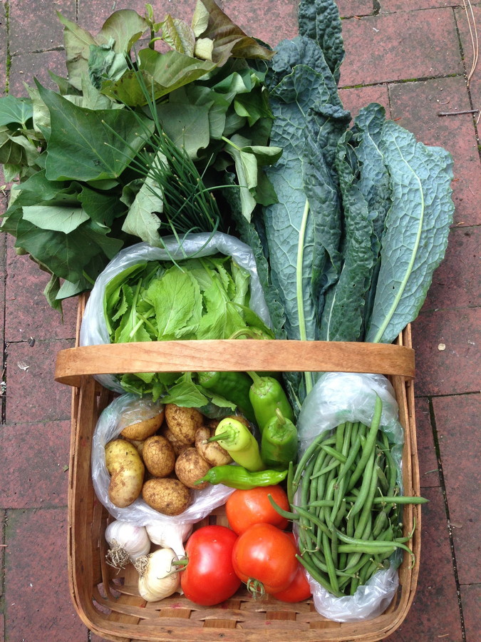 City Commons CSA wk 14 distribution
