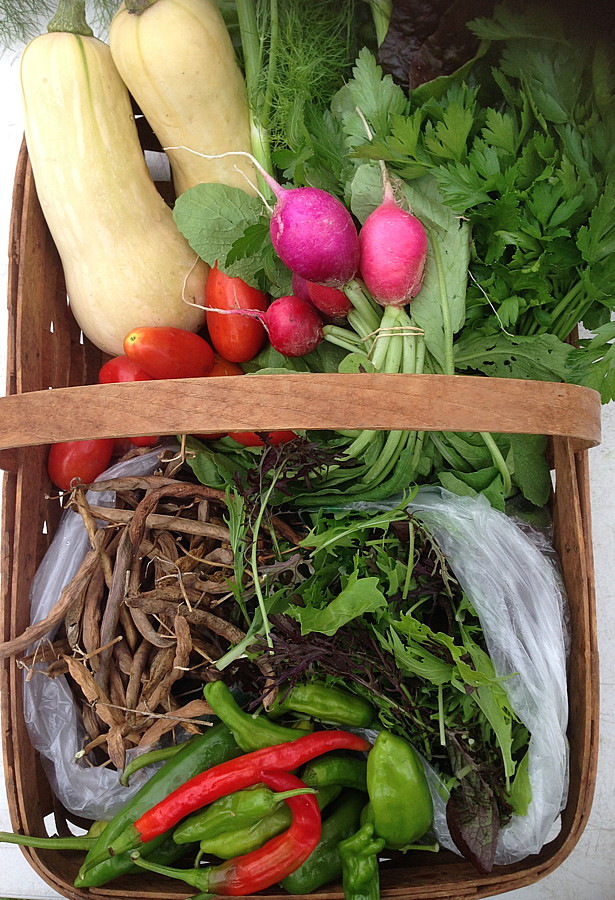 City Commons CSA week 16