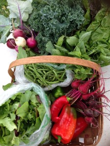 City Commons CSA