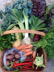 City Commons CSA week 20