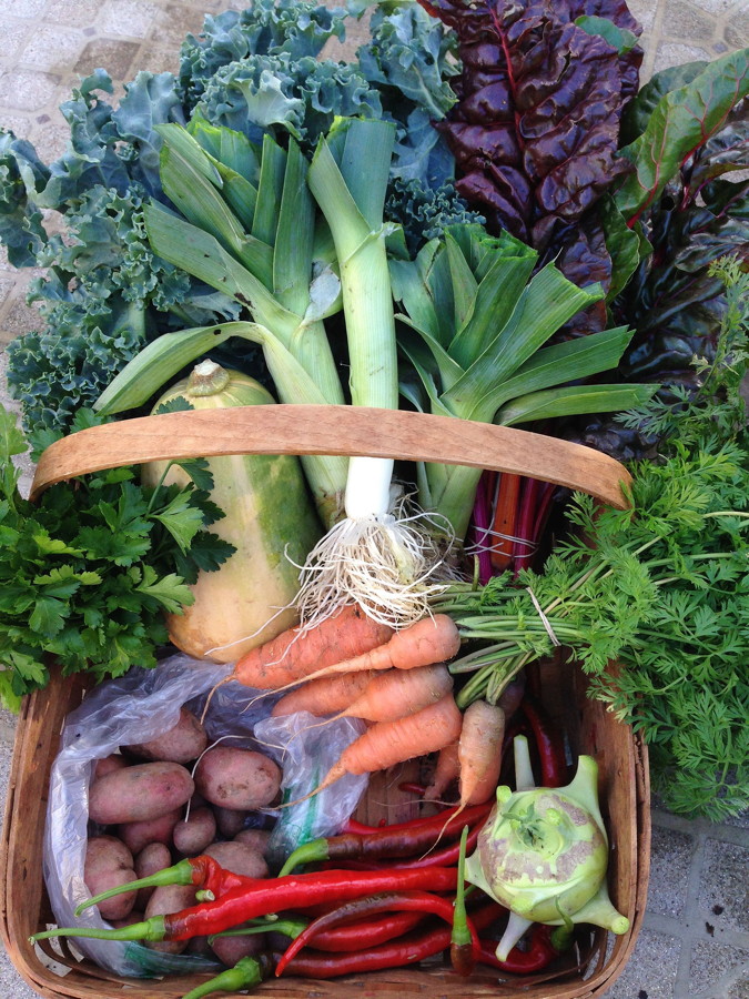 City Commons CSA week 20