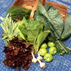 City Commons CSA wk 4 2015