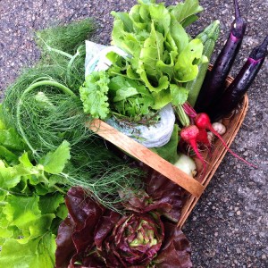 City Commons CSA week 5 distribution