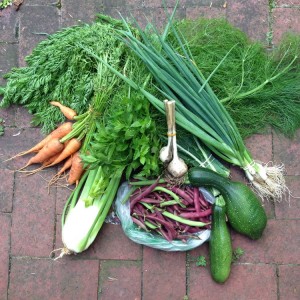 City Commons CSA week 6
