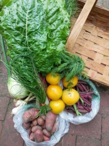 City Commons CSA week 7