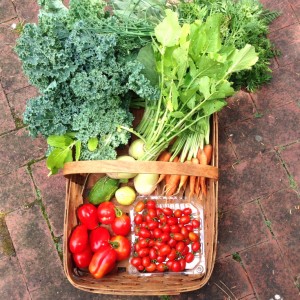City Commons CSA wk 10 distribution