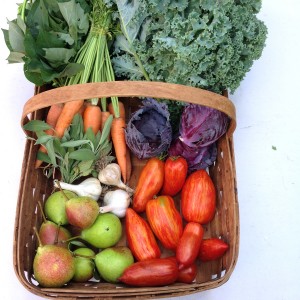 City Commons CSA wk 8