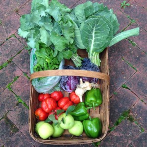 City Commons CSA wk 13