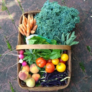 City Commons CSA week 14