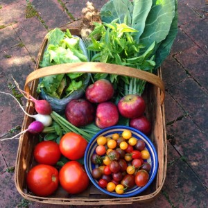 City Commons CSA week 15