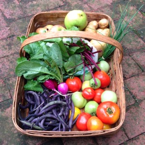 City Commons CSA wk 16
