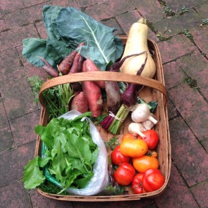 City Commons CSA wk 17