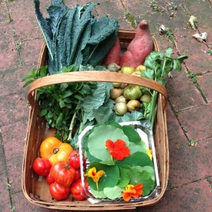 City Commons CSA week 18