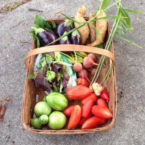 City Commons CSA week 19