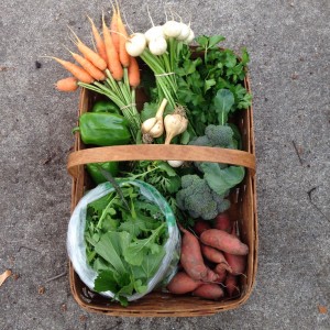 City Commons CSA week 20