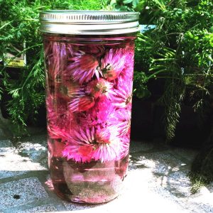 chive blossom vinegar