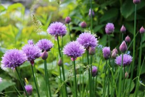 chives growing in garden