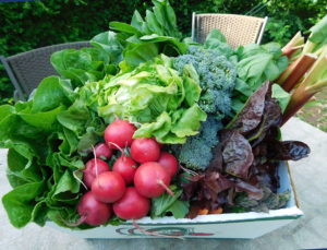 CSA weekly box 1
