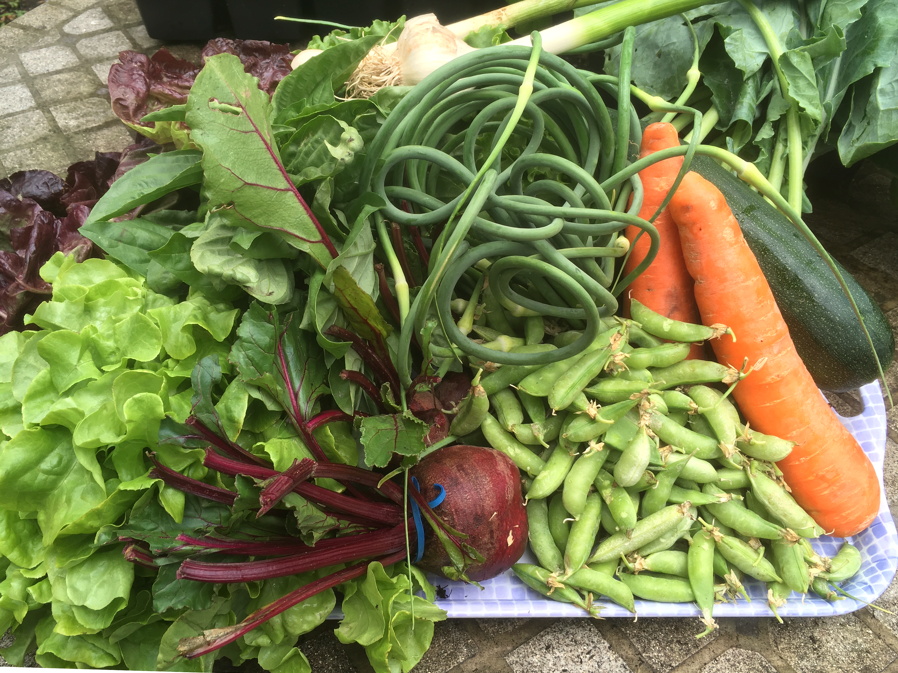 CSA week 3 0616