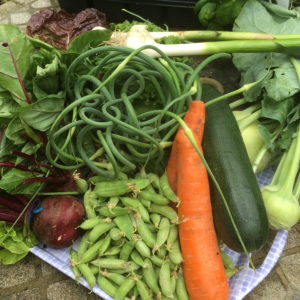CSA week 3 0616 sq