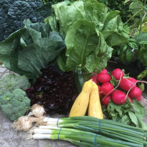 CSA week 4 2018 0623