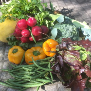 CSA week 16 0915 2018