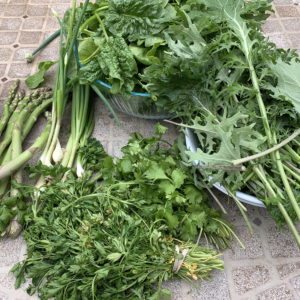 CSA week 4 2020 0529
