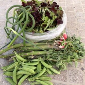 CSA week 7 2020 0619
