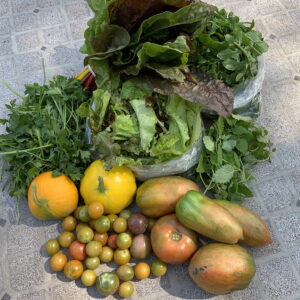 CSA week 18 2020 0911