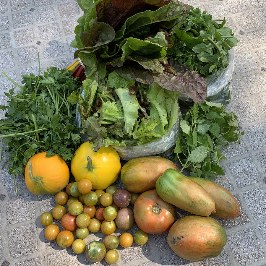 CSA week 18 2020 0911