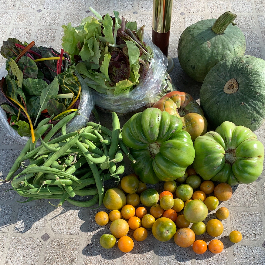 CSA week 20 2020 0925