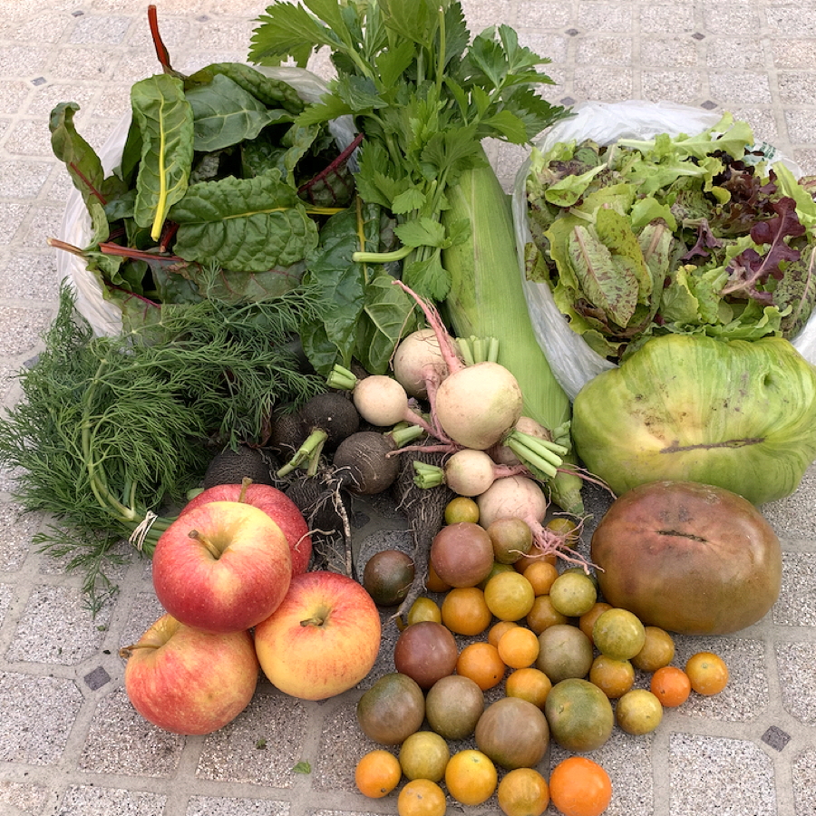 CSA week 22 2020 1009